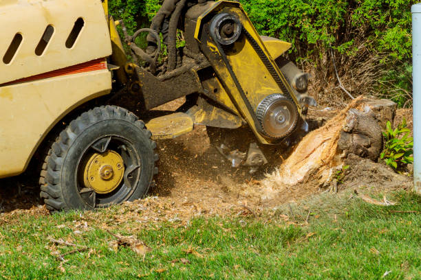 Best Commercial Tree Services  in Bally, PA